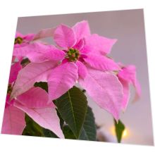 Servietten - Rosa Weihnachtsstern Poinsettie - 3