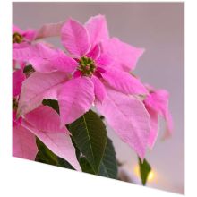 Servietten - Rosa Weihnachtsstern Poinsettie - 2