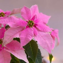 Servietten - Rosa Weihnachtsstern Poinsettie - 1