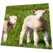 Napkins - Farm Lamb