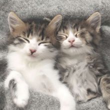 Servietten - Schlafende Katzen