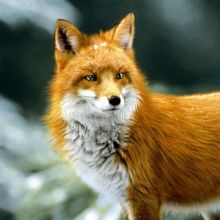 Servietten - Waldfuchs