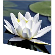Servietten - Wasserlilie - 2